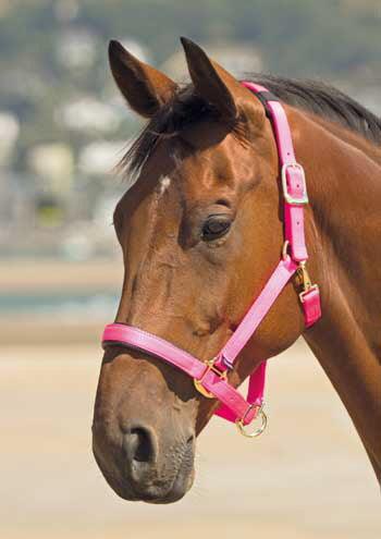 Shires Licol Topaz - SHOPHORSE